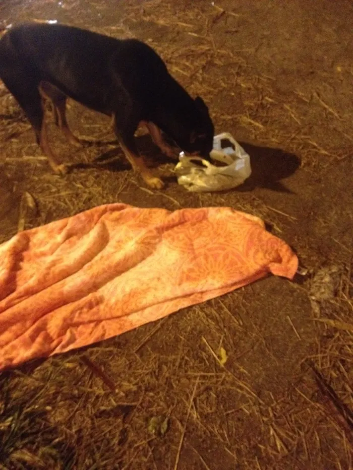 Cachorro ra a Vira lata idade 2 anos nome Não sei 