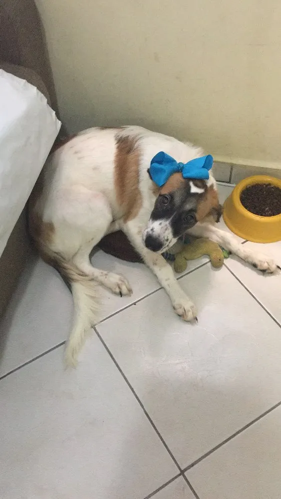 Cachorro ra a  idade 2 a 6 meses nome --