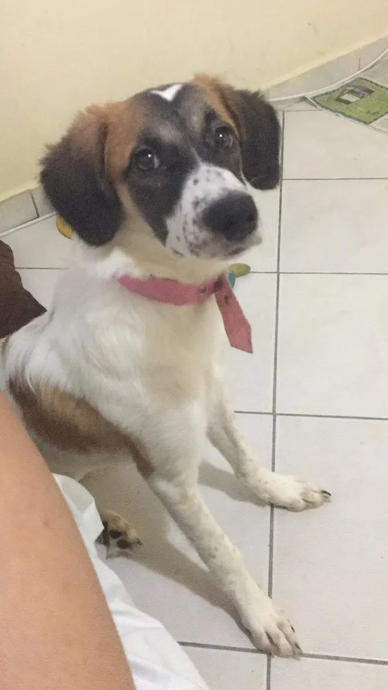 Cachorro ra a  idade 2 a 6 meses nome --