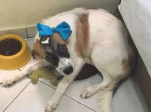 Cachorro raça  idade 2 a 6 meses nome --