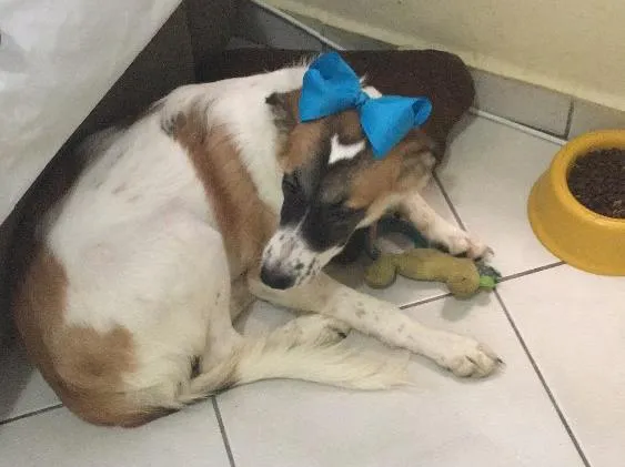 Cachorro ra a  idade 2 a 6 meses nome --
