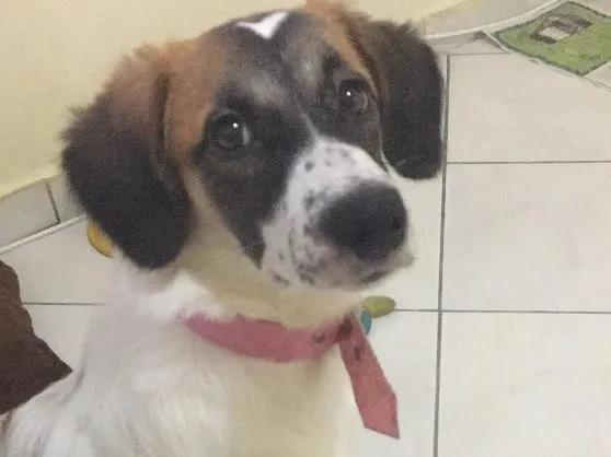 Cachorro ra a  idade 2 a 6 meses nome --
