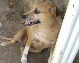 Cachorro raça sem raça idade 6 ou mais anos nome Amarelinha