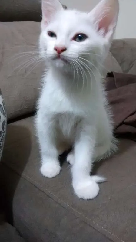 Gato ra a  idade Abaixo de 2 meses nome Sem Nom3
