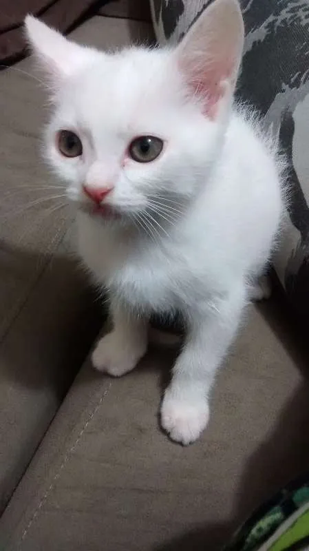 Gato ra a  idade Abaixo de 2 meses nome Sem Nom3
