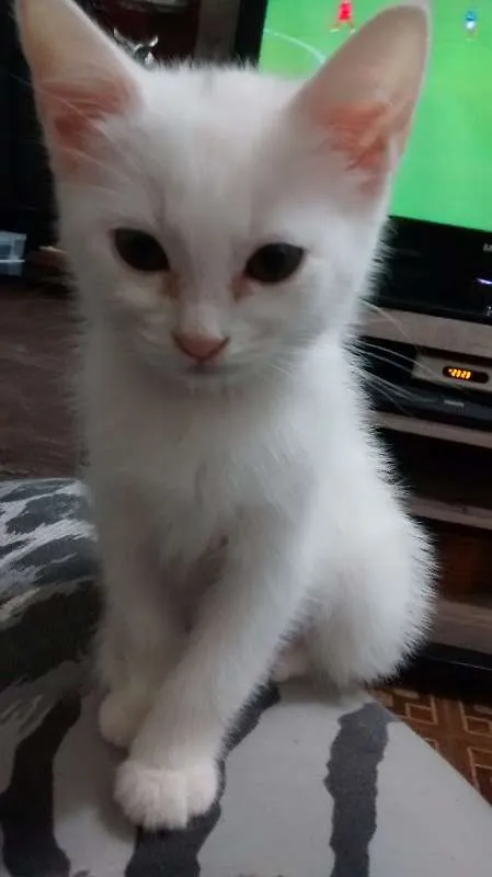 Gato ra a  idade Abaixo de 2 meses nome Sem Nom3