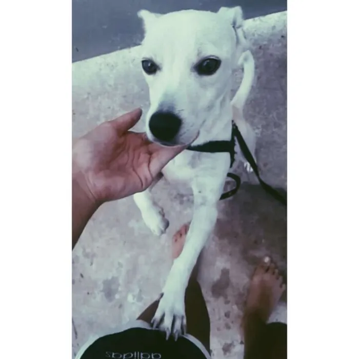 Cachorro raça Poodle com pinscher idade 7 a 11 meses nome Nick
