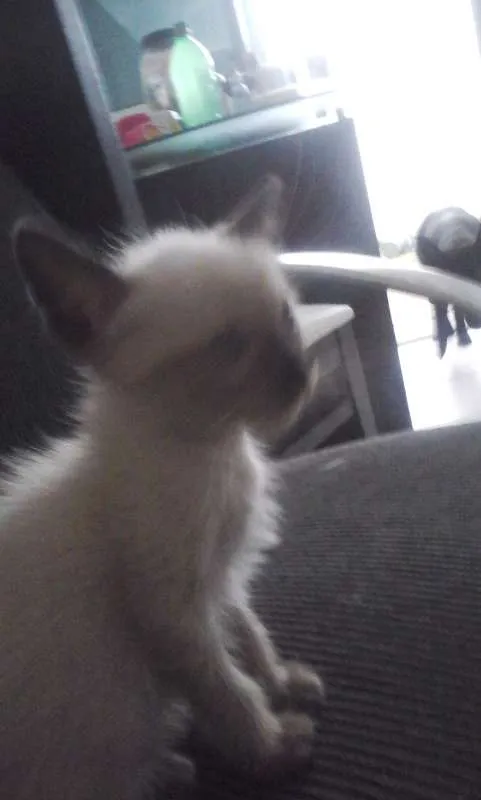 Gato ra a Siamês idade 2 a 6 meses nome JUDITH