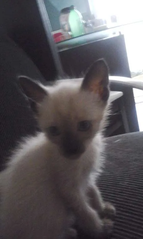 Gato ra a Siamês idade 2 a 6 meses nome JUDITH