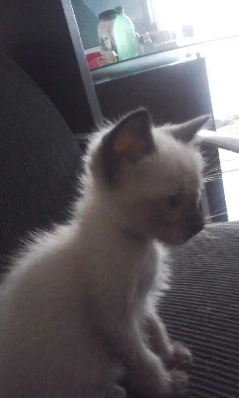 Gato ra a Siamês idade 2 a 6 meses nome JUDITH