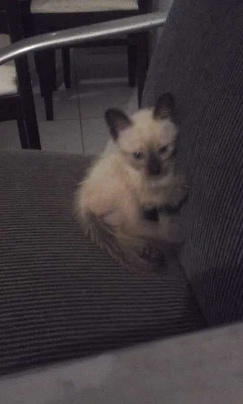 Gato ra a Siamês idade 2 a 6 meses nome JUDITH