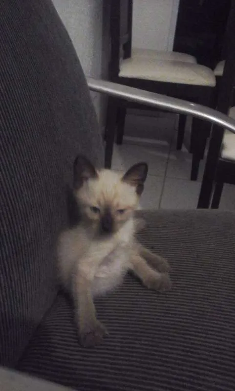 Gato ra a Siamês idade 2 a 6 meses nome JUDITH