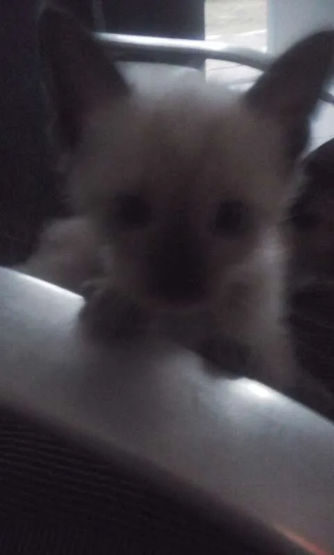 Gato ra a Siamês idade 2 a 6 meses nome JUDITH