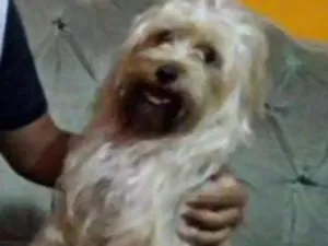 Cachorro raça YORKSHIRE idade 1 ano nome BOB