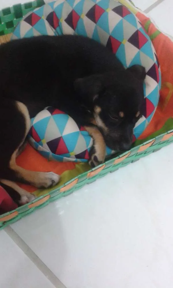Cachorro ra a SRD idade 2 a 6 meses nome Rhanna
