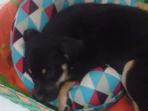 Cachorro raça SRD idade 2 a 6 meses nome Rhanna