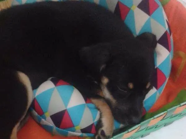 Cachorro ra a SRD idade 2 a 6 meses nome Rhanna