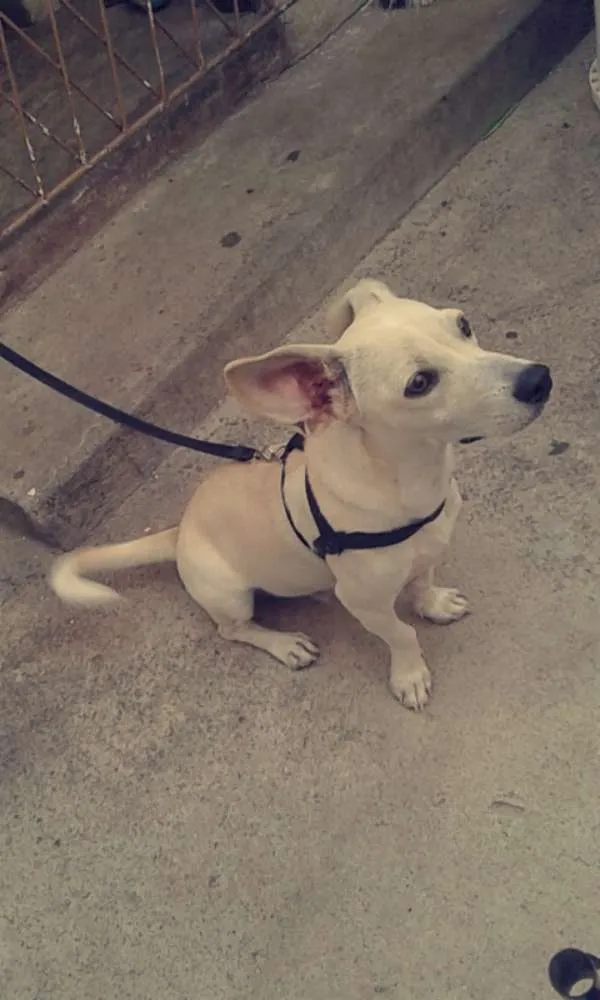 Cachorro raça Poodle com pinscher idade 7 a 11 meses nome Nick