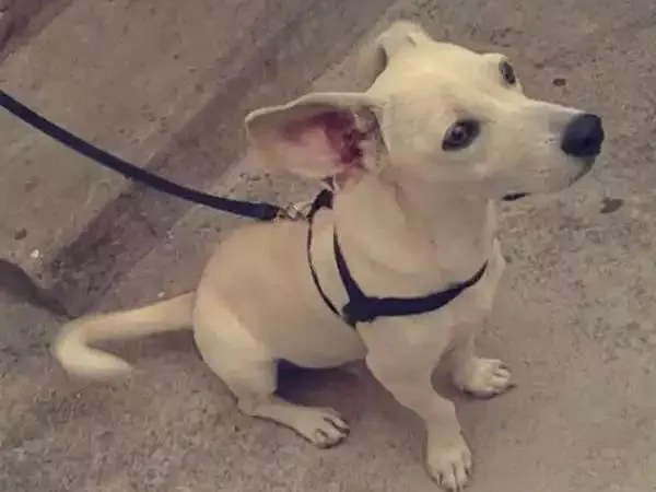 Cachorro raça Poodle com pinscher idade 7 a 11 meses nome Nick