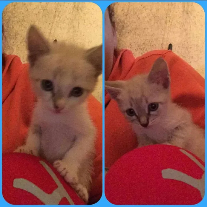 Gato ra a Siamês  idade Abaixo de 2 meses nome Sem nome