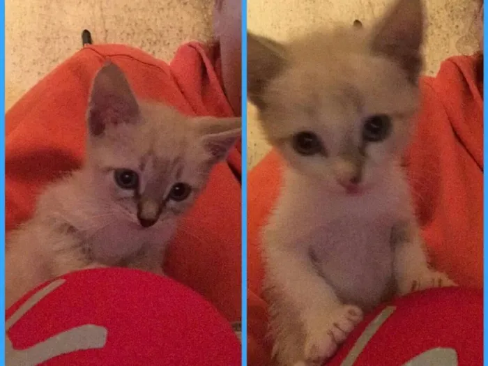 Gato ra a Siamês  idade Abaixo de 2 meses nome Sem nome
