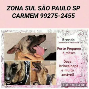 Cachorro raça SRD idade 2 a 6 meses nome Brenda