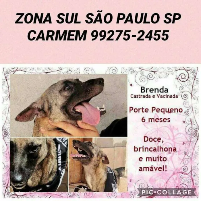 Cachorro ra a SRD idade 2 a 6 meses nome Brenda