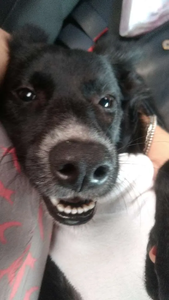 Cachorro ra a Srd idade 2 anos nome Preta