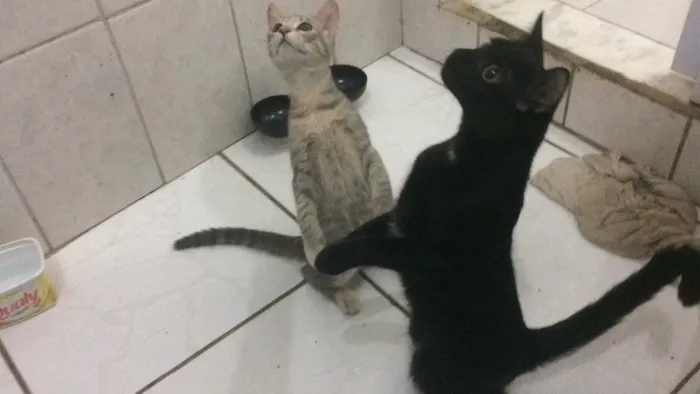Gato ra a Srd  idade 2 a 6 meses nome Cielo e mia
