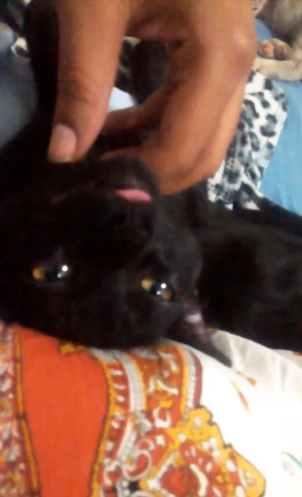 Gato ra a Srd  idade 2 a 6 meses nome Cielo e mia