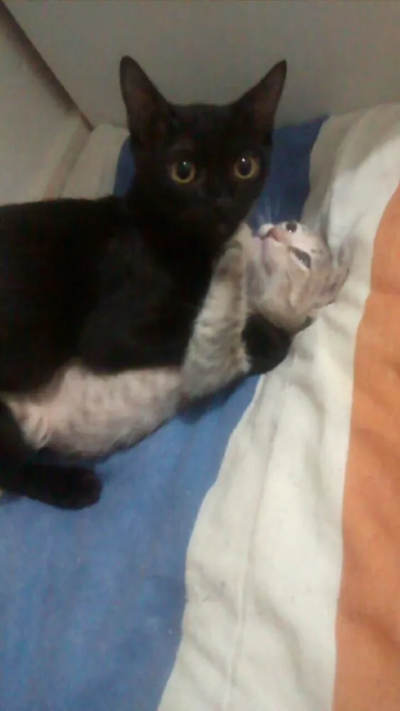 Gato ra a Srd  idade 2 a 6 meses nome Cielo e mia