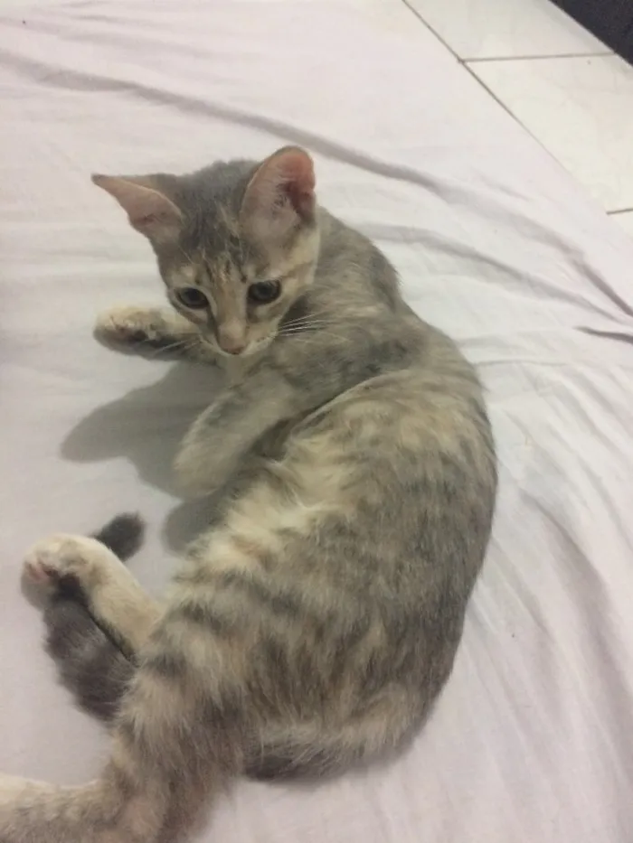 Gato ra a Srd  idade 2 a 6 meses nome Cielo e mia