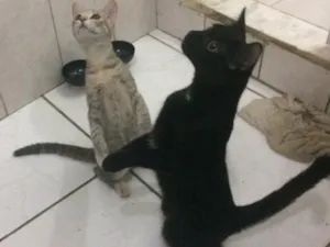 Gato raça Srd  idade 2 a 6 meses nome Cielo e mia