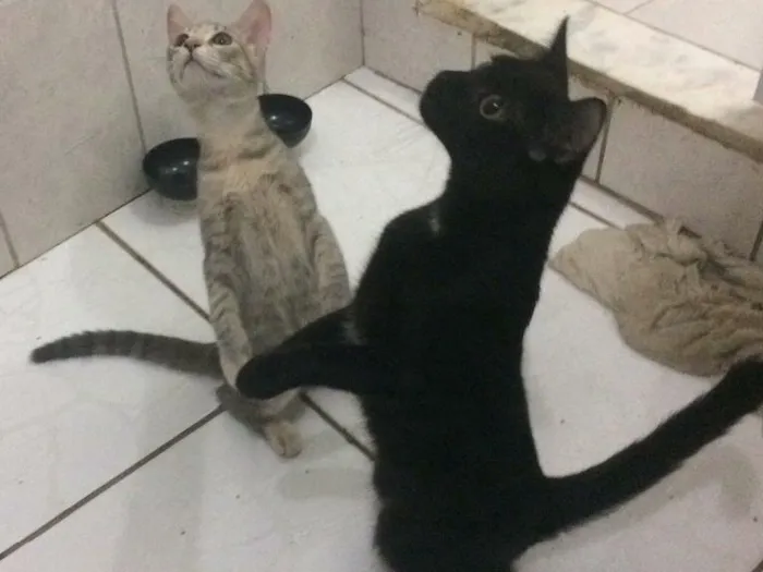 Gato ra a Srd  idade 2 a 6 meses nome Cielo e mia