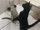 Gato raça Srd  idade 2 a 6 meses nome Cielo e mia
