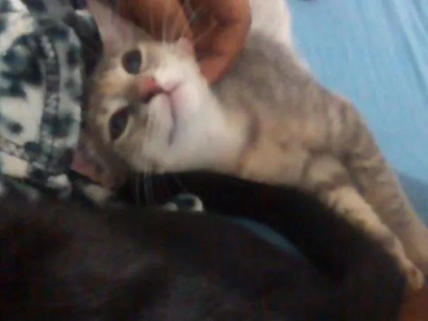 Gato ra a Srd  idade 2 a 6 meses nome Cielo e mia