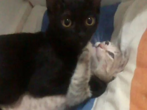 Gato ra a Srd  idade 2 a 6 meses nome Cielo e mia