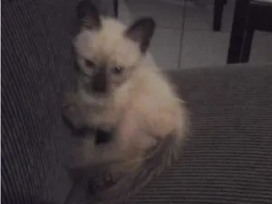 Gato raça Siamês idade 2 a 6 meses nome JUDITH