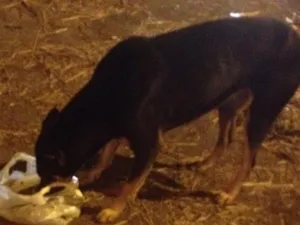 Cachorro raça Vira lata idade 2 anos nome Não sei 
