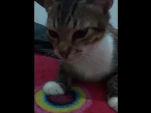 Gato raça Vira lata idade 2 a 6 meses nome Mosquito