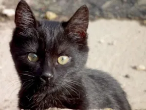 Gato raça SEM RAÇA DEFINIDA idade 7 a 11 meses nome NAO TEM
