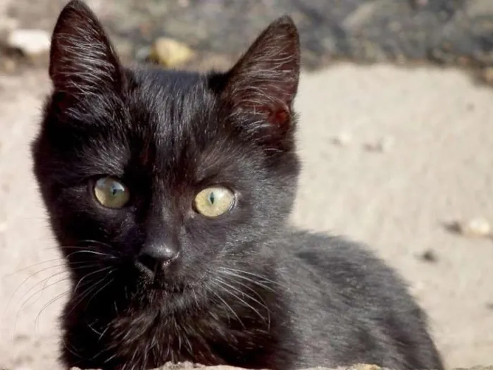 Gato ra a SEM RAÇA DEFINIDA idade 7 a 11 meses nome NAO TEM