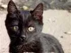 Gato raça SEM RAÇA DEFINIDA idade 7 a 11 meses nome NAO TEM