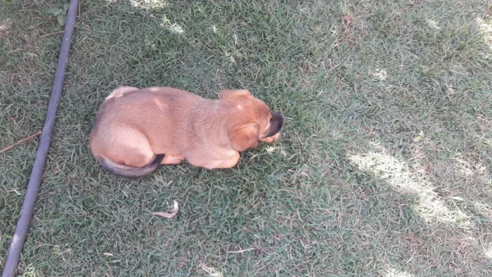 Cachorro ra a SDR idade 2 a 6 meses nome pantera