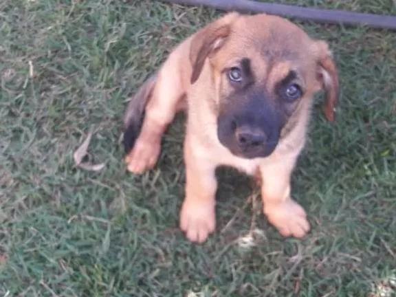 Cachorro ra a SDR idade 2 a 6 meses nome pantera