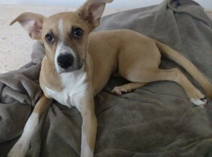 Cachorro ra a Vira-Lata idade 7 a 11 meses nome Maria