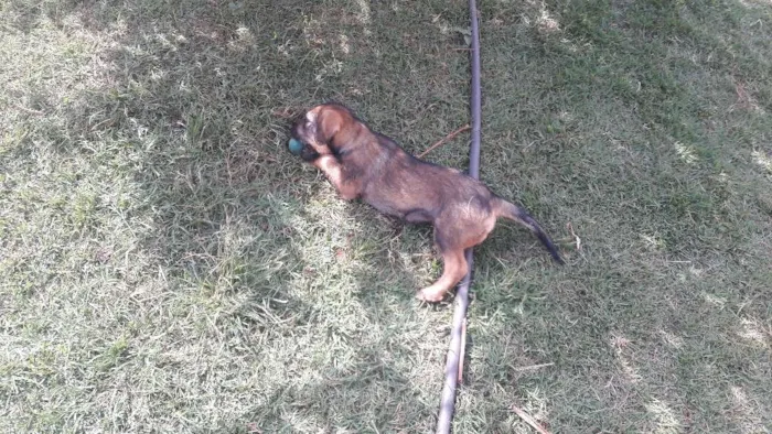Cachorro ra a SDR  idade 2 a 6 meses nome Leoa