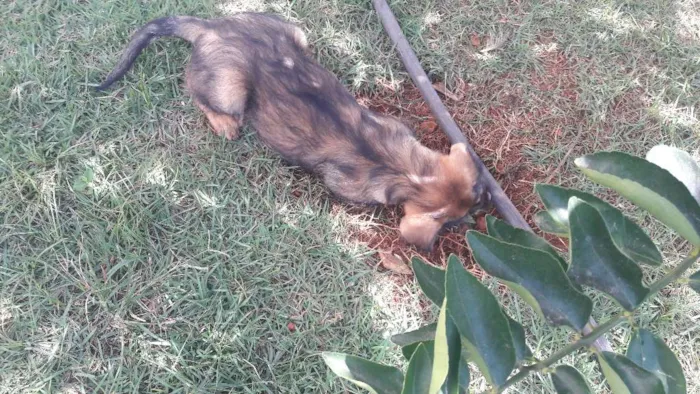 Cachorro ra a SDR  idade 2 a 6 meses nome Leoa