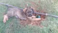 Leoa