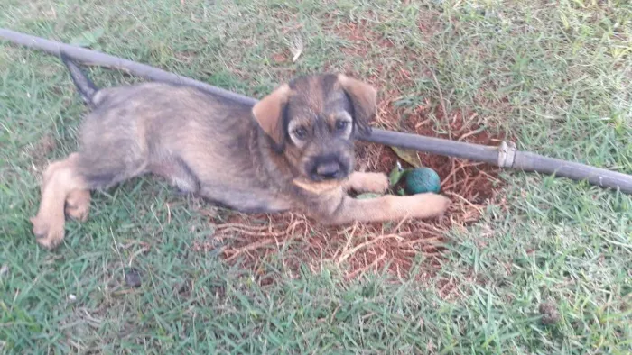 Cachorro ra a SDR  idade 2 a 6 meses nome Leoa